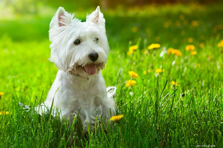 Rasguide:West Highland White Terrier