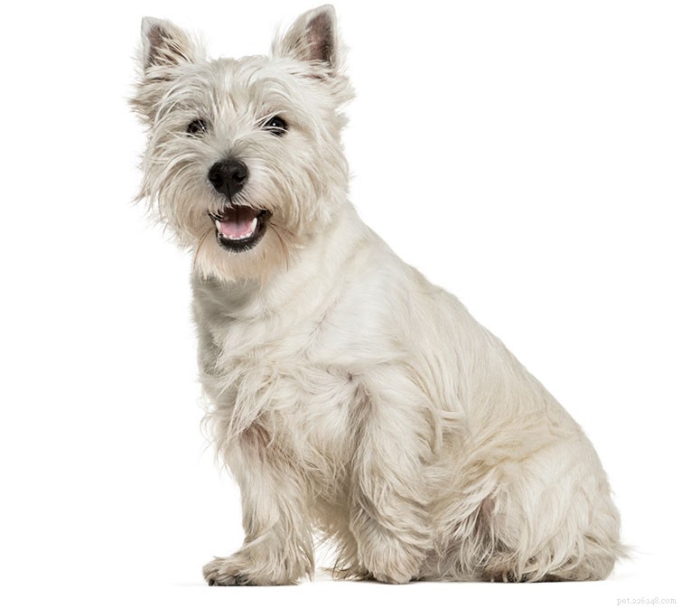 Rasgids:West Highland White Terrier