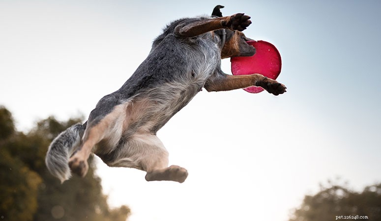 Průvodce plemenem:Australský honácký pes