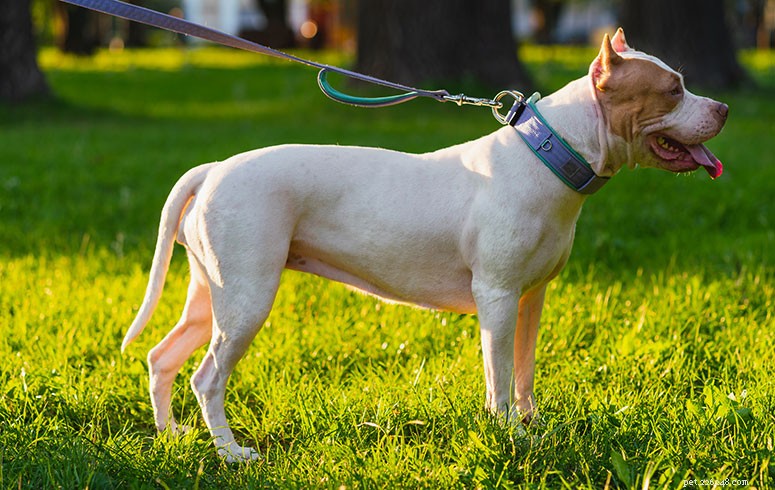 Guide de race :American Pit Bull Terrier