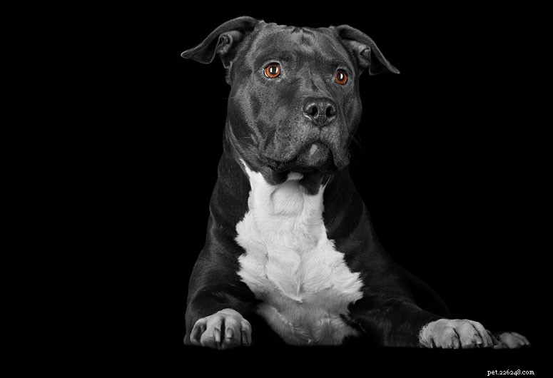 Guida alla razza:American Pit Bull Terrier