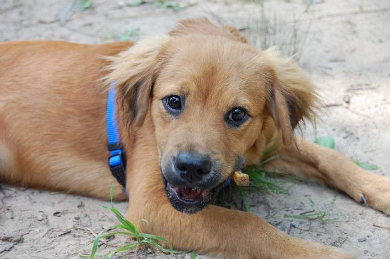 Perché i cani mangiano la cacca?