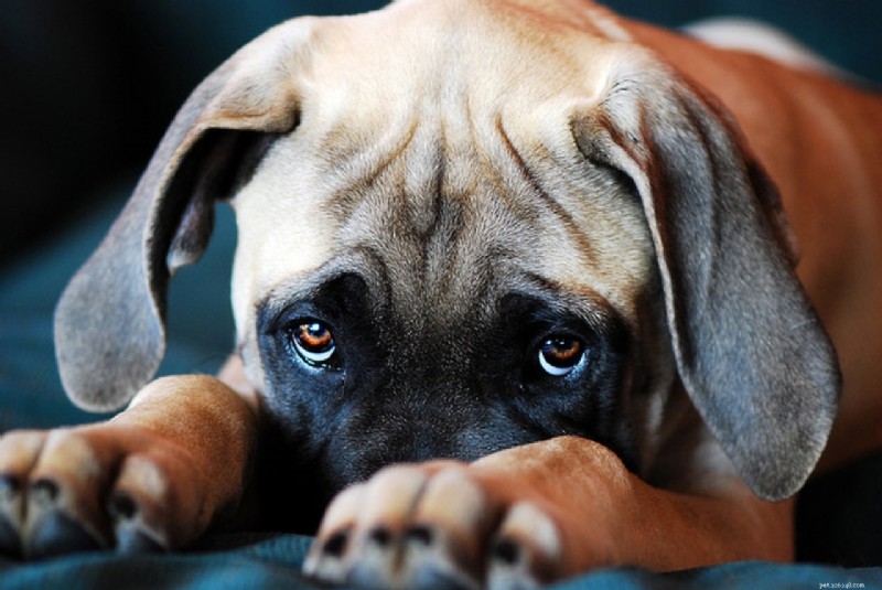 Waarom eten honden kak?