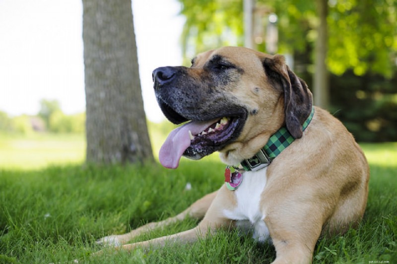 Pourquoi les chiens mangent-ils du caca ?