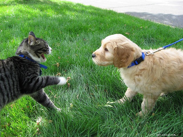 猫と犬の仲を助ける