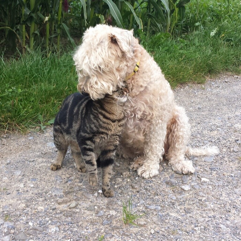 Ajudando cães e gatos a se darem bem