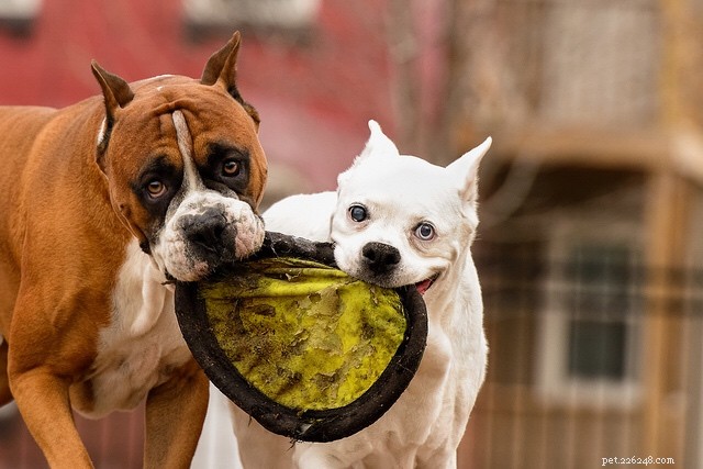 Dog Park 101:Etikett och hur man vet om din hund ska gå