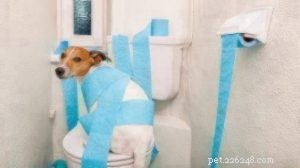 子犬を早くトイレトレーニングする方法