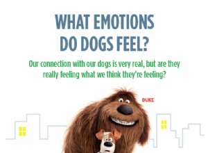 Jaké emoce cítí psi? [Infographic]