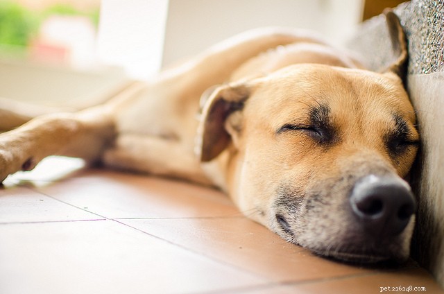 Hundångest – tvångssyndrom hos hund