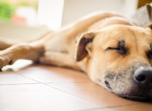 Hundångest – tvångssyndrom hos hund