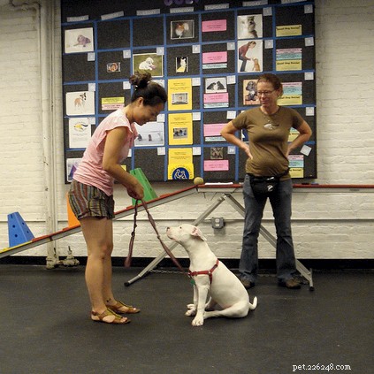 Ansia del cane – Disturbo compulsivo canino