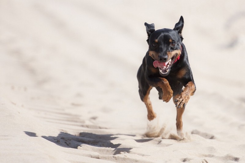Ansiedade canina – Transtorno compulsivo canino
