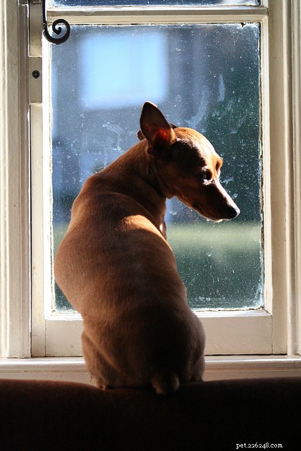 Angst bij honden - Compulsieve stoornis bij honden