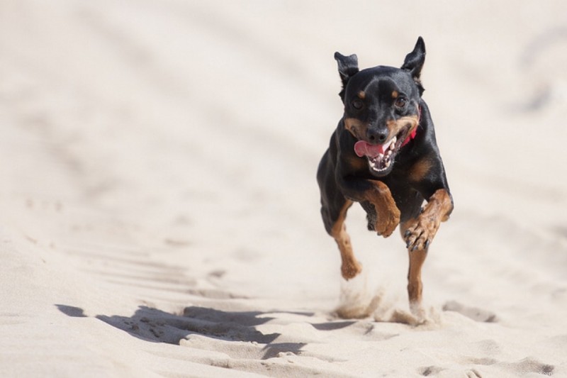 Angst bij honden - Compulsieve stoornis bij honden