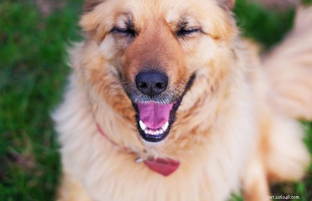 Wat vinden honden grappig?