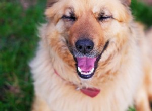 Wat vinden honden grappig?