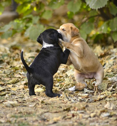 子犬の 2 つの意外なコミュニケーション方法