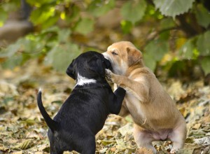 Due modi inaspettati per comunicare tra i cuccioli