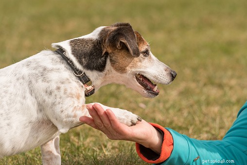 I cani hanno una zampa dominante? 