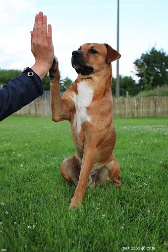 Les chiens ont-ils une patte dominante ?