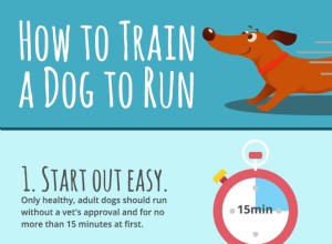 Hoe leer je een hond rennen
