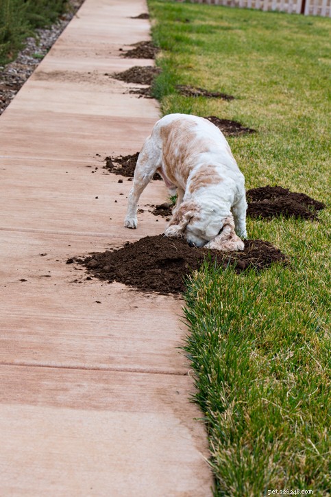 犬が庭を掘らないようにする 7 つのヒント