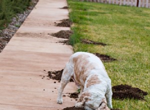 7 tipů, jak zabránit vašemu psu vyhrabávat dvorek