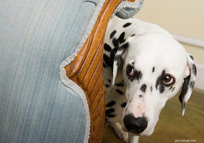 Comment les comportements des chiens sont affectés par le COVID-19