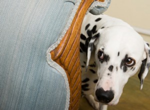 Hur hundars beteenden påverkas av covid-19