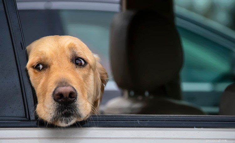 Путешествие с собакой? Как избежать автомобильной болезни