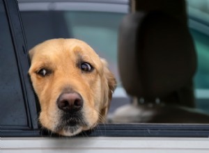 Výlet se psem? Jak se vyhnout nevolnosti z auta