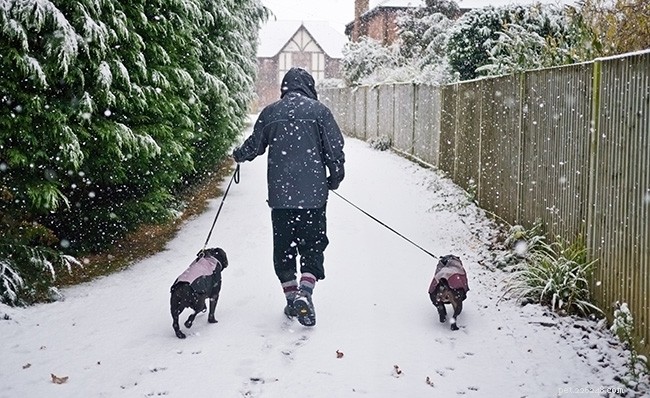 It s Walk Your Dog Month:Tips för att bli motiverad och vara säker