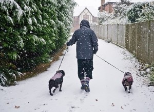 犬の散歩月間:やる気を出して安全を保つためのヒント