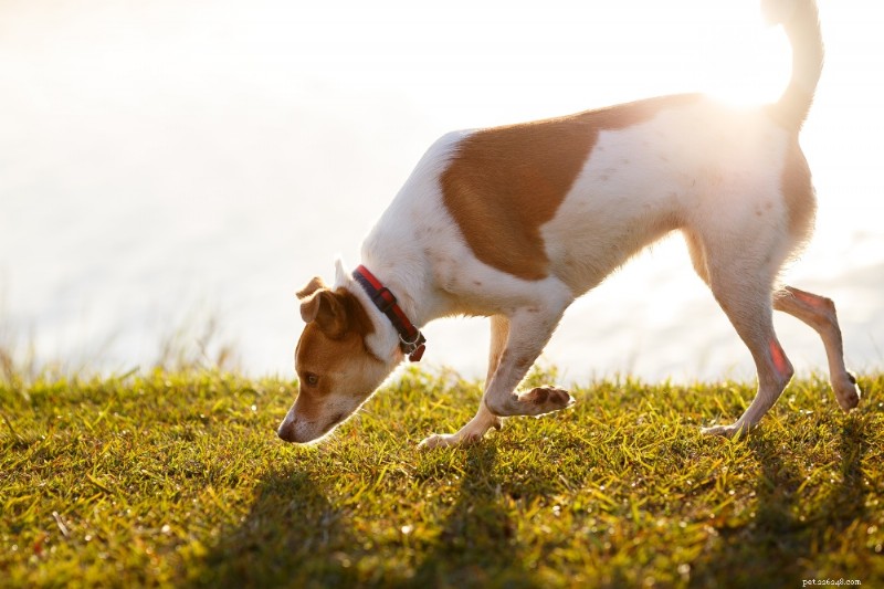 Trabalho de nariz:como manter seu cão idoso em forma