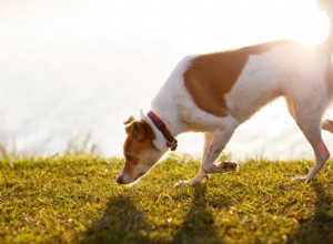 Nose Work:How to Keep Your Senior Dog Fit