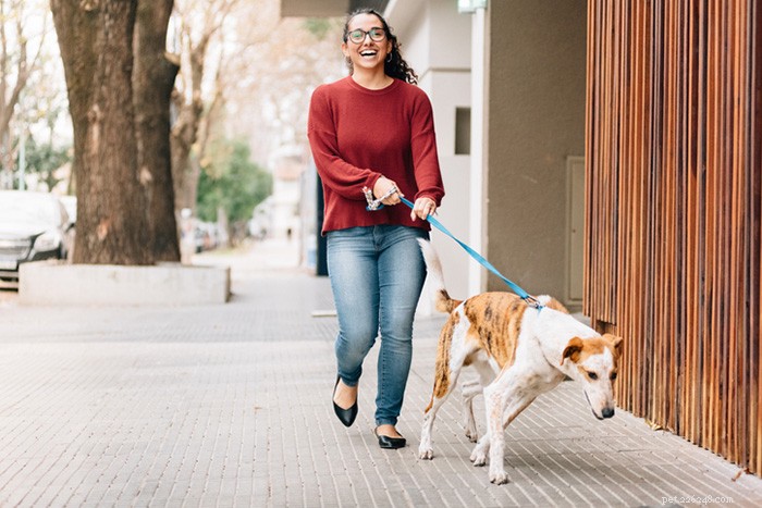 Treinamento de calcanhar:como ensinar seu cão a andar bem na coleira