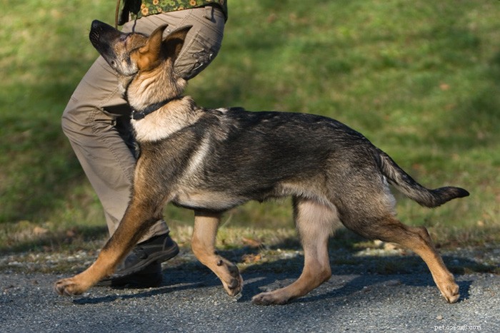 Heeltraining:hoe u uw hond leert netjes aan de lijn te lopen