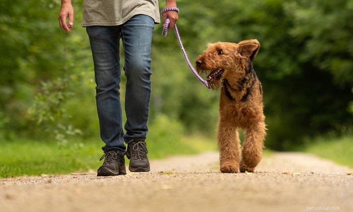 발 뒤꿈치 훈련:개에게 목줄을 매고 잘 걷도록 가르치는 방법