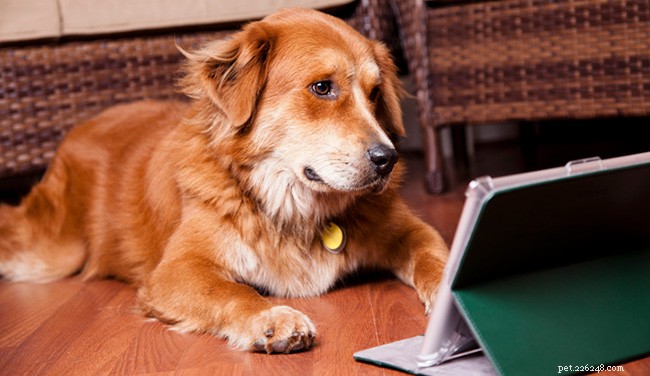 Výběr online programu výcviku psů