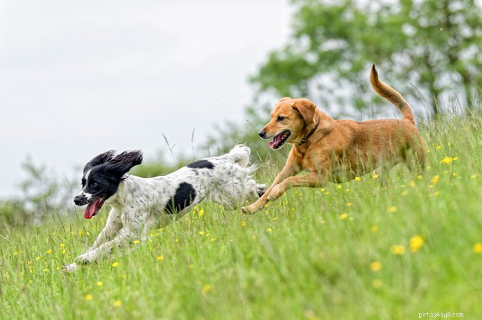 Studie laat zien hoe honden hun weg vinden