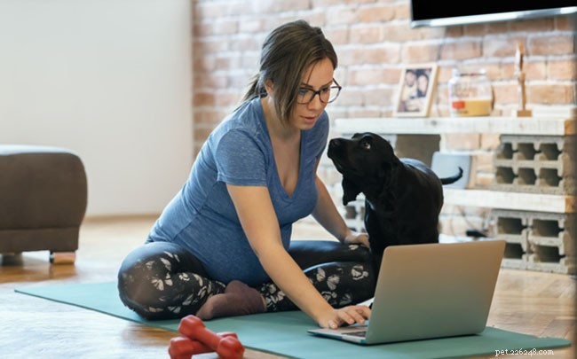 Escolher um programa de treinamento on-line para cães