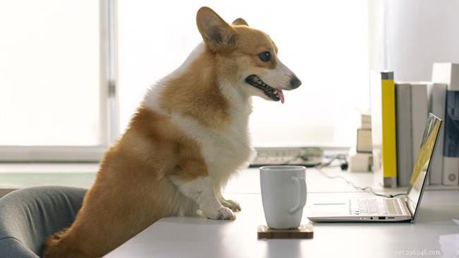 Choisir un programme de dressage de chiens en ligne