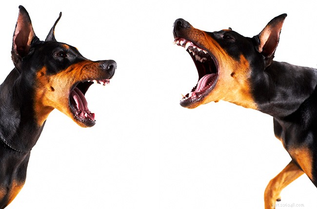 Waarom honden blaffen en hoe dit aan te pakken