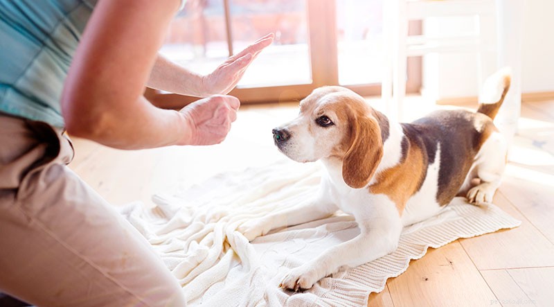 Guloseimas para cães de alto valor – O que são e como usá-los