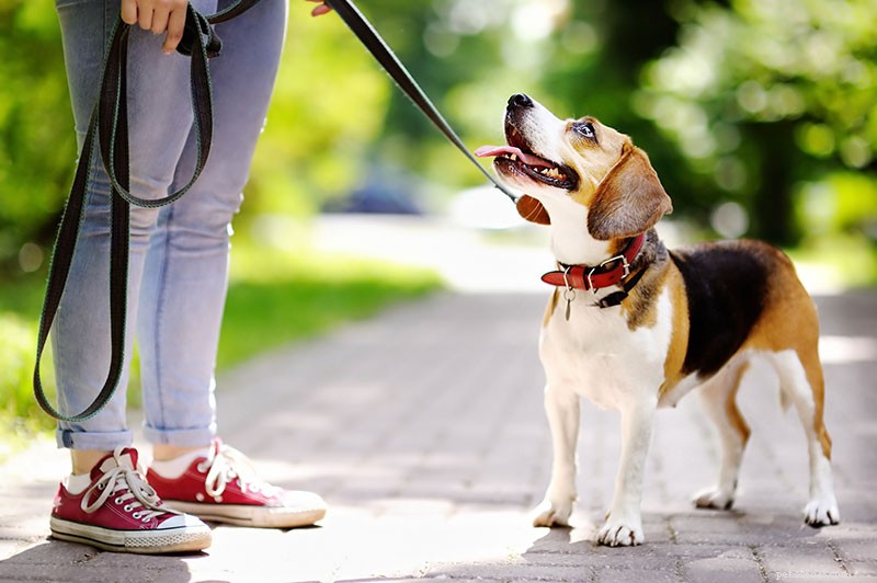 Jak dosáhnout toho, aby váš pes poslouchal a respektoval vás