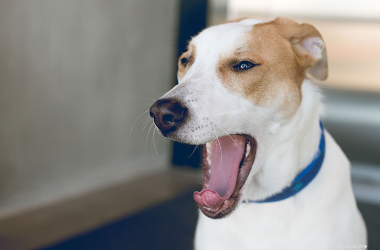 Почему моя собака так много зевает?