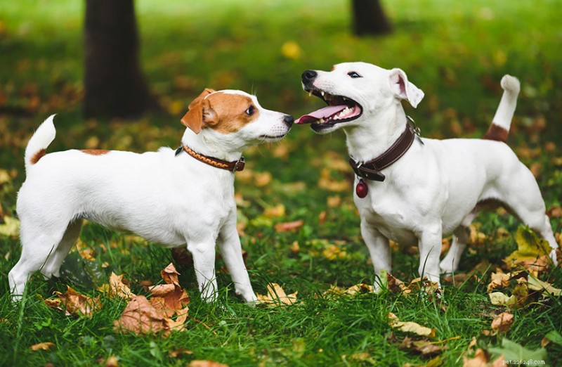 Honden veilig kennis laten maken met andere honden