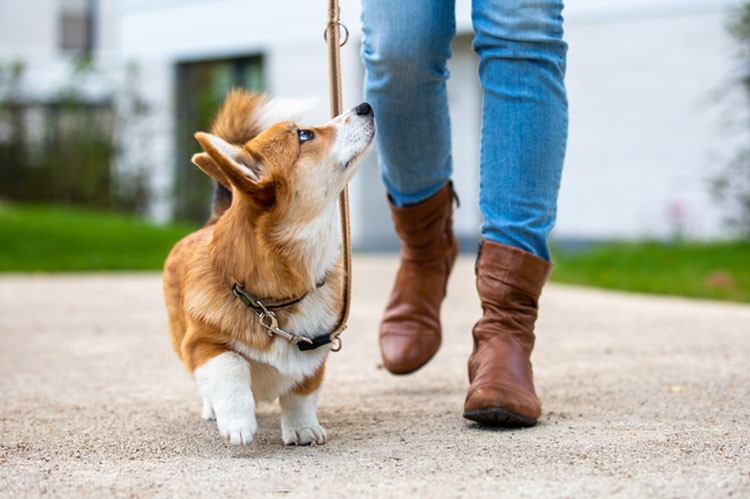 Koppelreaktivitet hos hundar:En tränare förklarar vad man ska göra