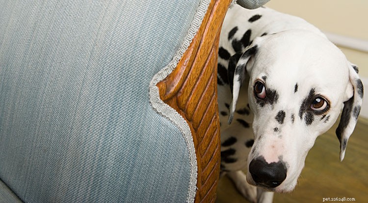 ショック カラー トレーニングは、犬と犬との関係を損なう可能性があります